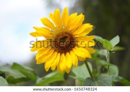 One Sunflower In Field on Baguio