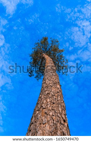 panorama of a pine forest against a blue sky. wild life in nature. the tops of the trees looking up. photo for banner, place for text.