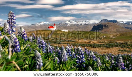 Stunning bright sunny summer landscape. Incredible Image of Iceland. Field of blooming lupine flowers and snowcapped  mountains. Famous Ingjaldsholskirkja church. Hellissandur.  travel of Iceland