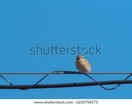 A small bird perching on a wire.