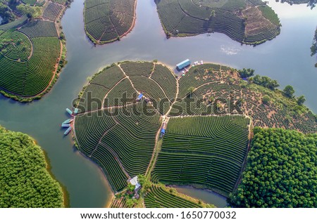 Aerial view of Thanh Chuong island tea hill, green landscape background, green leaf. Thanh Chuong, Nghe An, Vietnam