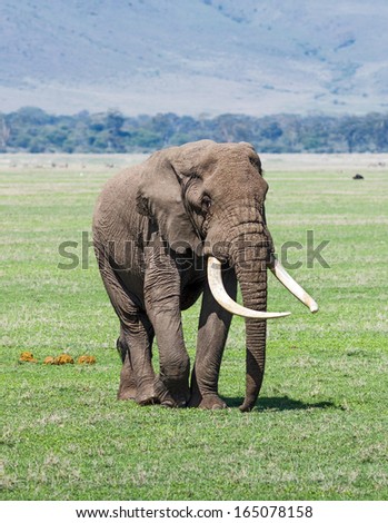 Large elephant male in Crater Ngorongoro National Park - Tanzania, Eastern Africa