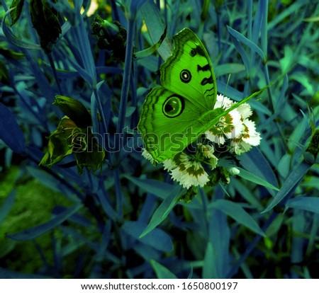 butterfly flying towards the flower capture the picture 