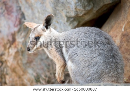 the Yellow footed rock wallaby joey is a grey, white and tan wallaby with a long tail