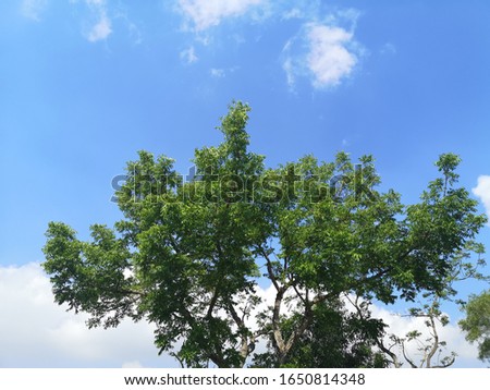 Tree on white cloud and blue sky nature background
