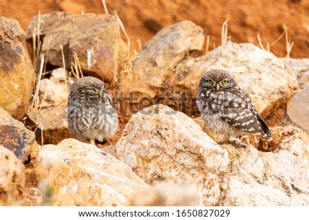 Little owl, Athene noctua, two chickens basking on rocks. Spain
