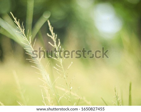 Closeup smooth photo of beautiful bouquet of green grass flowers can use be a wallpaper.