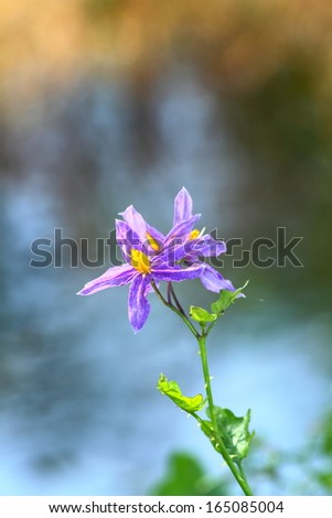 purple wild eggplant flowers blooming in nature