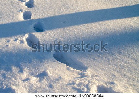Human footprints in the white snow. Long shadow. Winter. Background.