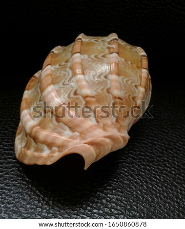 Seashell COMMON HARP SHELL; Scientific name: Harpa articularis Lamarck