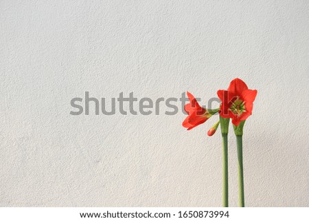 Beautiful bright red amaryllis flowers in a white concrete background