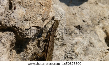Wild lizard crawling on mountain rocks, summer day