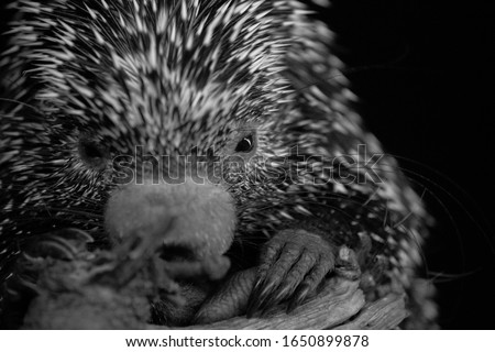 The tree porcupine (Coendou prehensilis) is a species of histricomorphic rodent of the Erethizontidae family.
