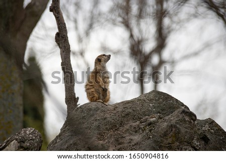 Meerkat sitting on a rock on a cloudy day