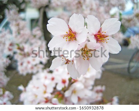 
It is a picture of a cherry blossom.
