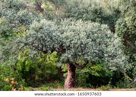 Beautiful big cork oak tree (Quercus suber) with lush evergreen foliage in Massandra landscape park in Crimea. Rich landscape as natural background for any design. Nature concept for ecology