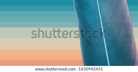 Close up Bird feather with blue red light. Beautiful geometric contemporary colors and mood social background. 