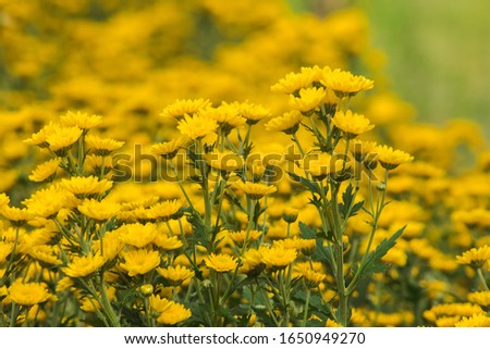 Yellow Chrysanthemum Flower is a flower of good fortune. Chrysanthemum is a flower that has been popular all over the world.