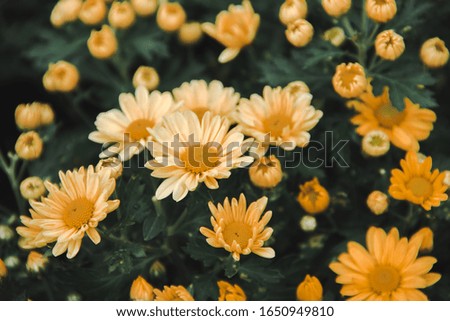 Yellow Chrysanthemum Flower is a flower of good fortune. Chrysanthemum is a flower that has been popular all over the world.