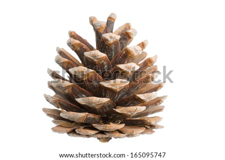 Pine Cedar cone isolated on white full-blown