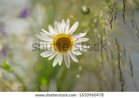 Still life of white daisies, grass, feather grass and cereals