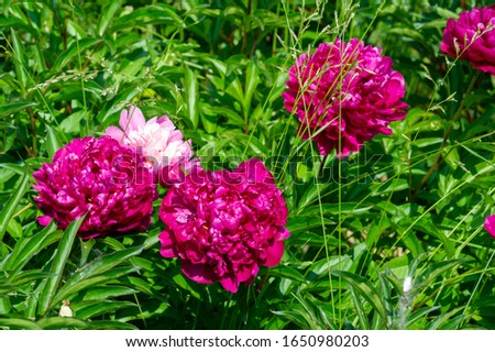 The peony or paeony They come from Asia, Europe and Western North America. They are one of the most popular garden plants in temperate regions. they are also sold as cut flowers on a large scale,