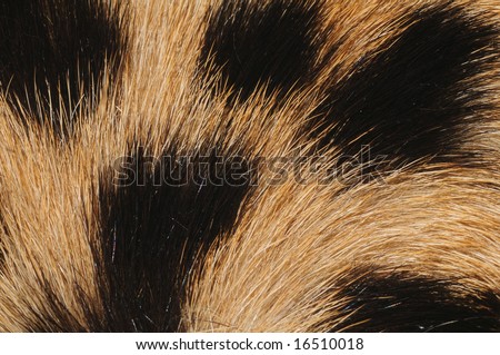 closeup (macro) of cheetah fur with hair pattern radiating from bottom left