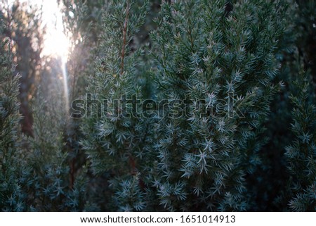 Juniper in hoarfrost. Close-up. Juniper is garden.
Background for design and advertising. Background for monitor screensaver.
