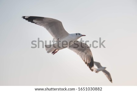A picture of a sea bird was flying in the mangrove forest and focusing on sea bird.