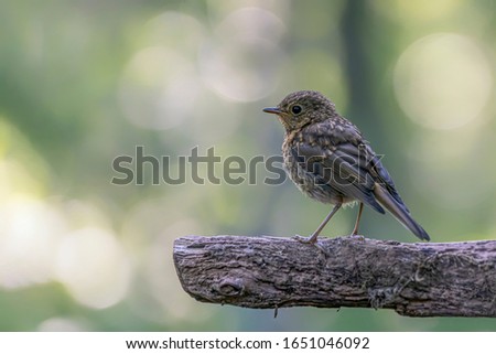 young robin (Erithacus rubecula) on a branch in the forest of Noord Brabant in the Netherlands. Green background with copy space.