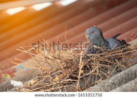 Blurred pigeon on nest on roof of house building Royalty-Free Stock Photo #1651051750