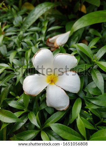 The Beautiful White Plumeria flowers
