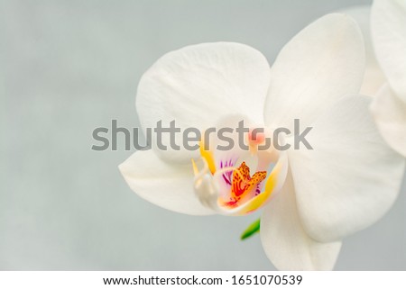 beautiful white orchids on gray background