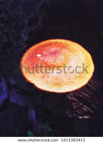 This picture is the top part of a fungus that grows on dead wood.