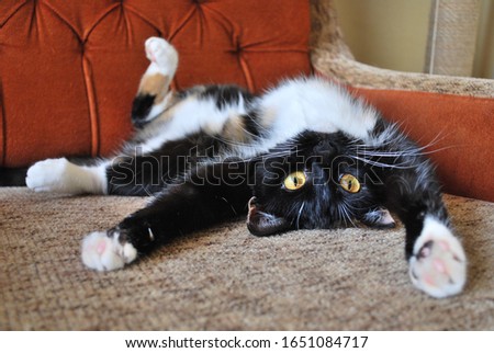 The cat leans upside down on his soft, cozy couch Royalty-Free Stock Photo #1651084717