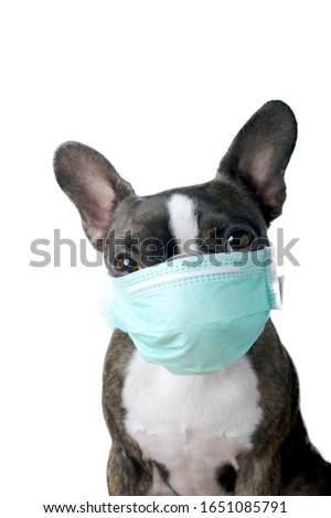 Portrait dog boston terrier with medical doctor mask pure breed white background