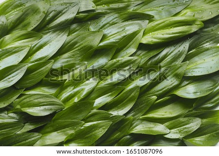 Juicy green leaves laid out in a single background. Green waves. Green leafy background. The idea of a green sea from plants in spring.