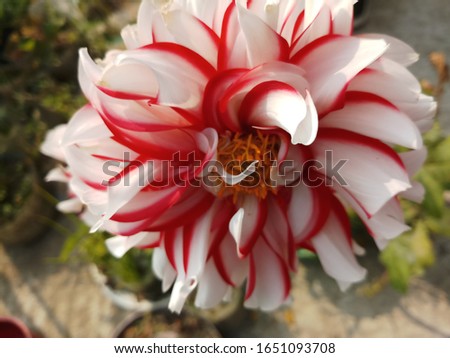 Beautiful Red & White Dahlia Flower