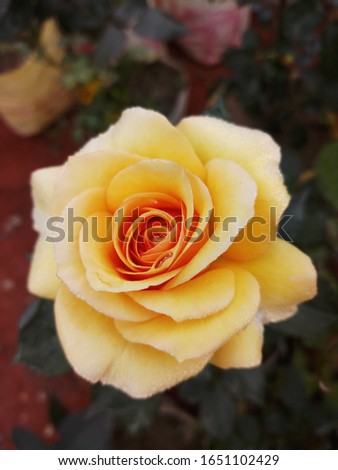 Beautiful and Fresh Rose Flower
