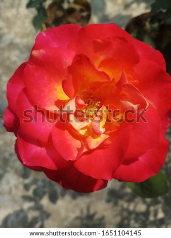 Beautiful and Fresh Rose Flower