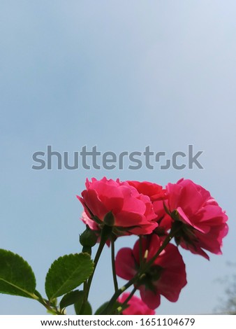 Beautiful & Pink Rose Flower