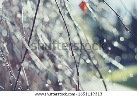 The image effect obtained by photographing wet birch twigs against the sun at a shallow depth of field. Visible flares and blinks.