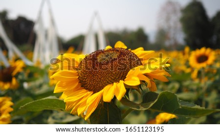 It's approaching the end of November and in Thailand that means the sunflowers are in full bloom