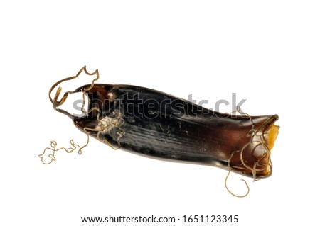 Egg case / mermaids purse of small-spotted catshark / lesser spotted dogfish shark (Scyliorhinus canicula) against white background Royalty-Free Stock Photo #1651123345