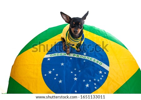 Selective focus. Dog, Brazilian fan. Ornate, on top of the Brazilian flag. White background. Horizontal. Space for your text. Royalty-Free Stock Photo #1651133011