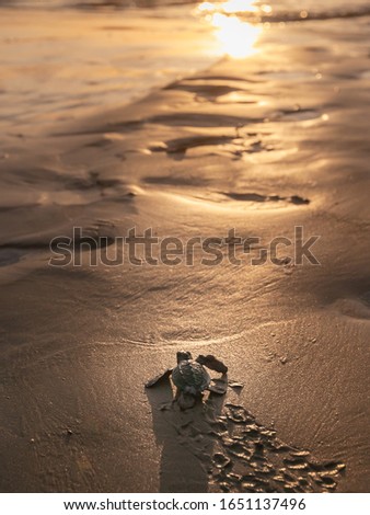 Rescued newborn baby of Endangered  green turtle going to the ocean for the first time. sunset on the sandy beach Royalty-Free Stock Photo #1651137496