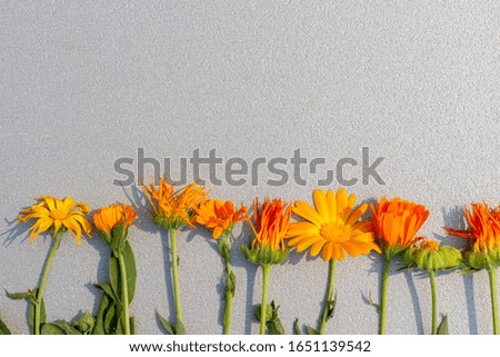One line of calendula flowers of varying degrees of flowering and withering with a simple gray background and copyspace.