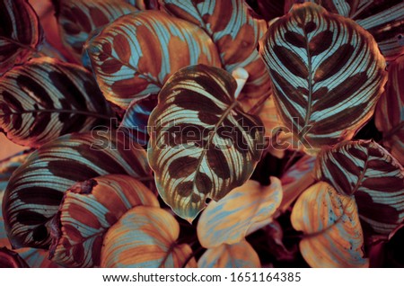 Colorful Abstract texture background of Leaf in garden
