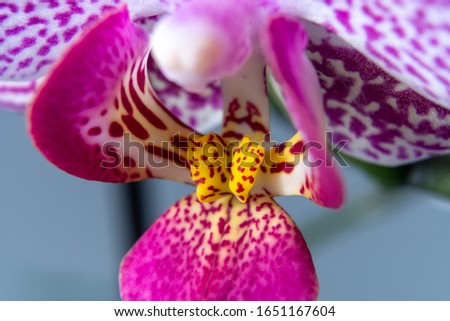 Close-up of spotted orchid head and petals with shallow background