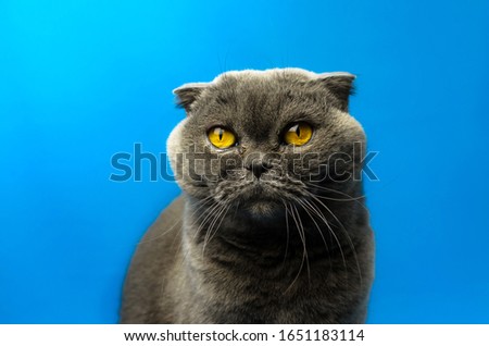 Scottish fold cat on an isolated blue colored background against the light, bright silhouette, portrait, copy space